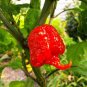 Carolina Reaper Pepper Chilli Seeds *World's Record Hottest Pepper* Extreme - 100 Seeds