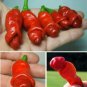 Penis Chilly Red Hot Peter Pepper Seeds | Funny Plants Vegetable Fruit Home Garden - 200 Seeds