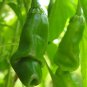 Penis Chilly Red Hot Peter Pepper Seeds | Funny Plants Vegetable Fruit Home Garden - 200 Seeds
