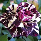Black Dragon Rose Flower Seeds , Beautiful Stripe Rose Bush Plant, DIY Home Garden - 50 Seeds