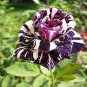 Black Dragon Rose Flower Seeds , Beautiful Stripe Rose Bush Plant, DIY Home Garden - 50 Seeds