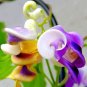 Corkscrew Vine Flower Seed | Fragrant Vigna Caracalla Rare Snail Plants DIY Garden Home - 20 Seeds