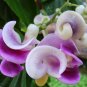 Corkscrew Vine Flower Seed | Fragrant Vigna Caracalla Rare Snail Plants DIY Garden Home - 20 Seeds