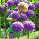 Purple Giant Allium Giganteum Beautiful Onion Magenta Perennial Flower Seed - 100 Seeds
