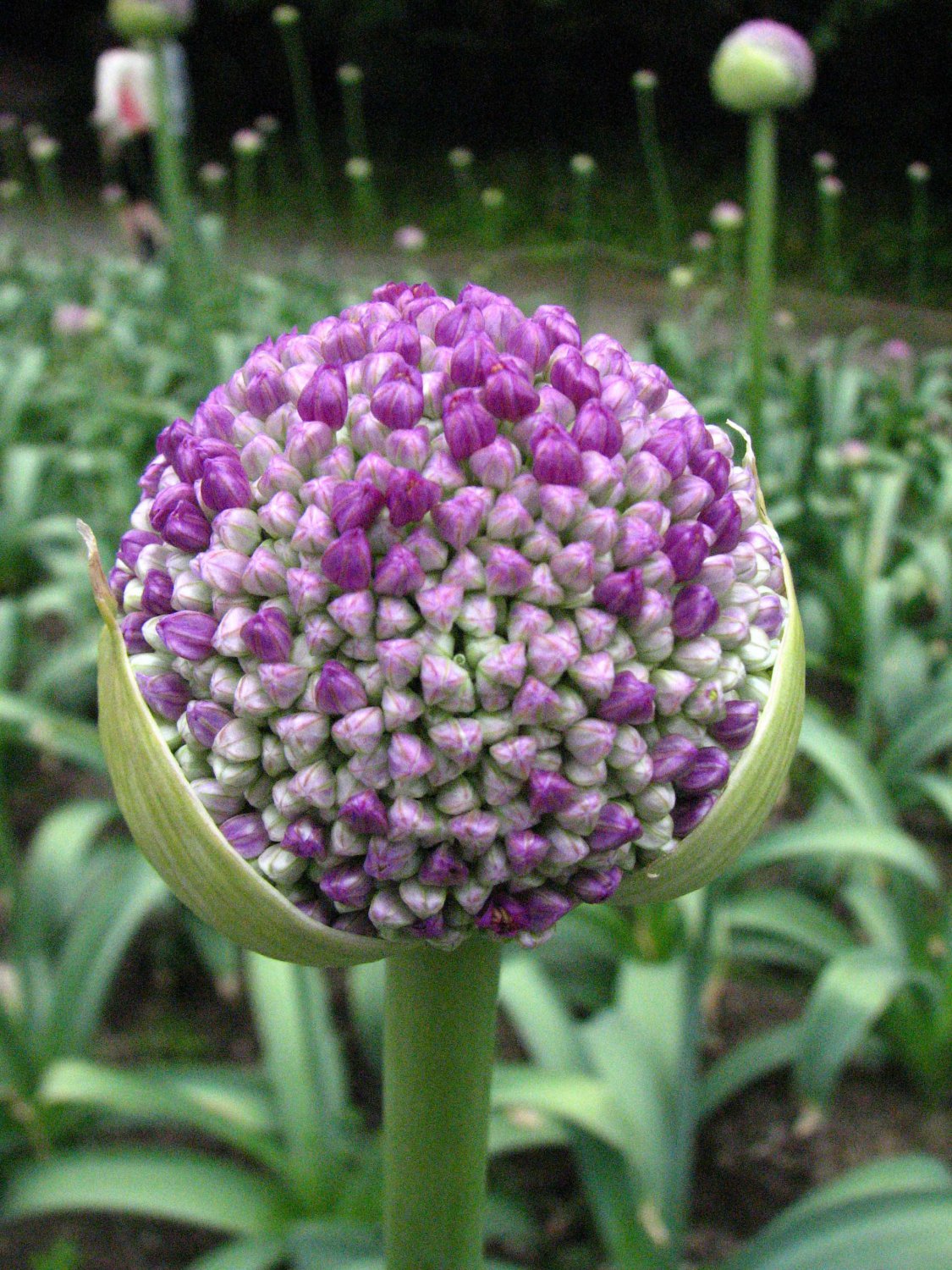 Purple Giant Allium Giganteum Beautiful Onion Magenta Perennial Flower