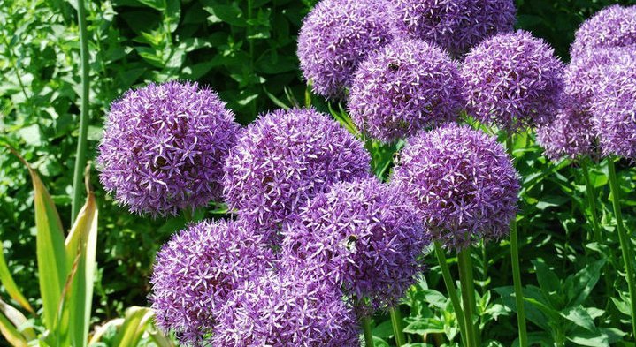 Purple Giant Allium Giganteum Beautiful Onion Magenta Perennial Flower ...