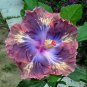 Giant Hibiscus Exotic Rare Coral Flower Seed Mix Colors Gardening Multi Color Heirloom - 100 Seeds