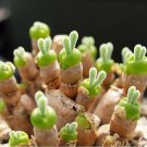 Pitt Aura Rabbit Bunnies Succulent Cactus 5 Seeds Rarest String of Pearls Monilaria Moniliformis
