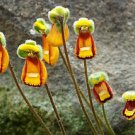 100 Lady Slipper Calceolaria Fothergillii Flower Seeds Yellow Plants Rare Garden