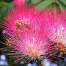 20 Albizia Mimosa Silk Flower Seeds Pot Gardening Decor House Plants Rare Bonsai