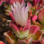 30 Ice Plant Seeds Heirloom Mesembryanthemum Hottentot Sea Fig Marigold