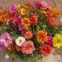500 Mix Colorful Moss Sun Rose Seed Eleven O'Clock Flower Home Gardening Plant