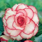 10x Begonia Flower Seeds Bulb Tuberosa Double Color - First Picotee Love Garden