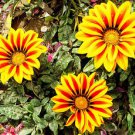 50 Gazania Rigens Sunflower Seed Flower Potted Heirloom Penerial Home Gardening