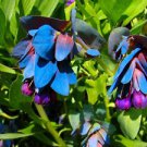 20 Blue Purple Shrimp Flower Seeds Heirloom Rare Exotic Plants Home Garden Decor