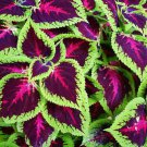 100 Rainbow Mix Coleus Seed Blumei Flower Grass Home Garden Balcony Design Plant