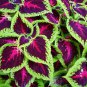 100 Rainbow Mix Coleus Seed Blumei Flower Grass Home Garden Balcony Design Plant