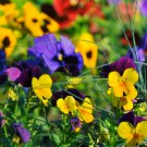 100 Johnny Jump Up Viola Tricolor Flower Seeds Beautiful Heirloom Organic Garden