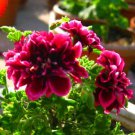 20 Crimson Petals Geranium Flower Seeds Perennial Pelargonium Peltatum Plant DIY