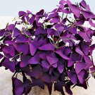 2 Red Purple Wood Sorrel Perennial Flower Seeds Oxalis Corymbosa Lucky Plant DIY