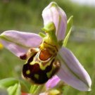 50 Bee Orchid Rare Flower Seed Smile Face Interesting Flora Gardening Decor DIY