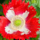 100x Rare Exotic Poppy Danish Flag Flower Seeds  Papaver Somniferum Home Garden