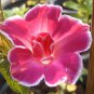 50x Kikyo Red Ipomoea Nil Morning Glory Seeds Vine Picotee Flower Plants Decor