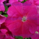 Flower #9