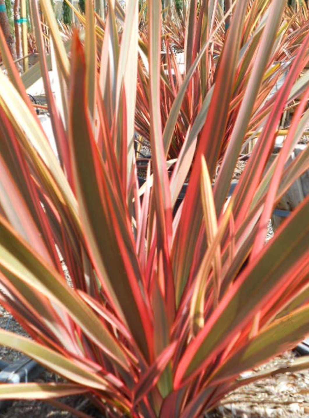 Pink Stripe New Zealand Flax 5 seeds (f1 Hybrid)