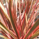 Pink Stripe New Zealand Flax 5 seeds (f1 Hybrid)