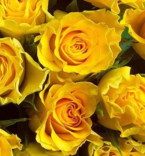Climbing Sunny Rose 10 seeds