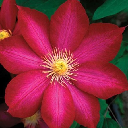 Bourbon Clematis 10 seeds