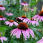 Purple Coneflower  (Echinacea)  25 seeds