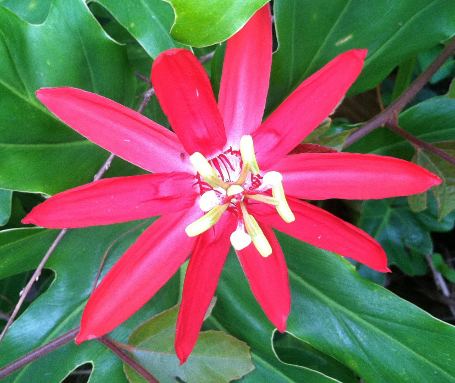 Red Banana Passion Flower 10 Seeds