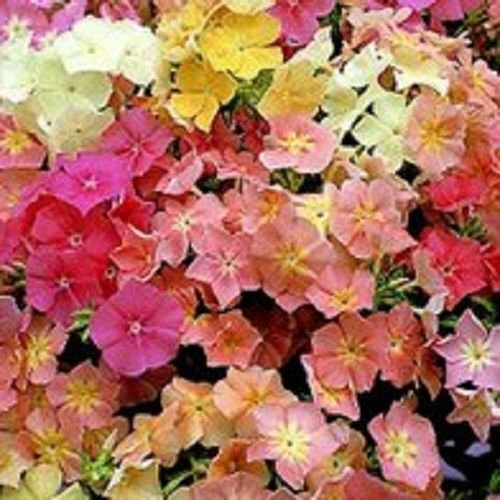 Usa Seller Coral Reef Mix Phlox 25 Seeds