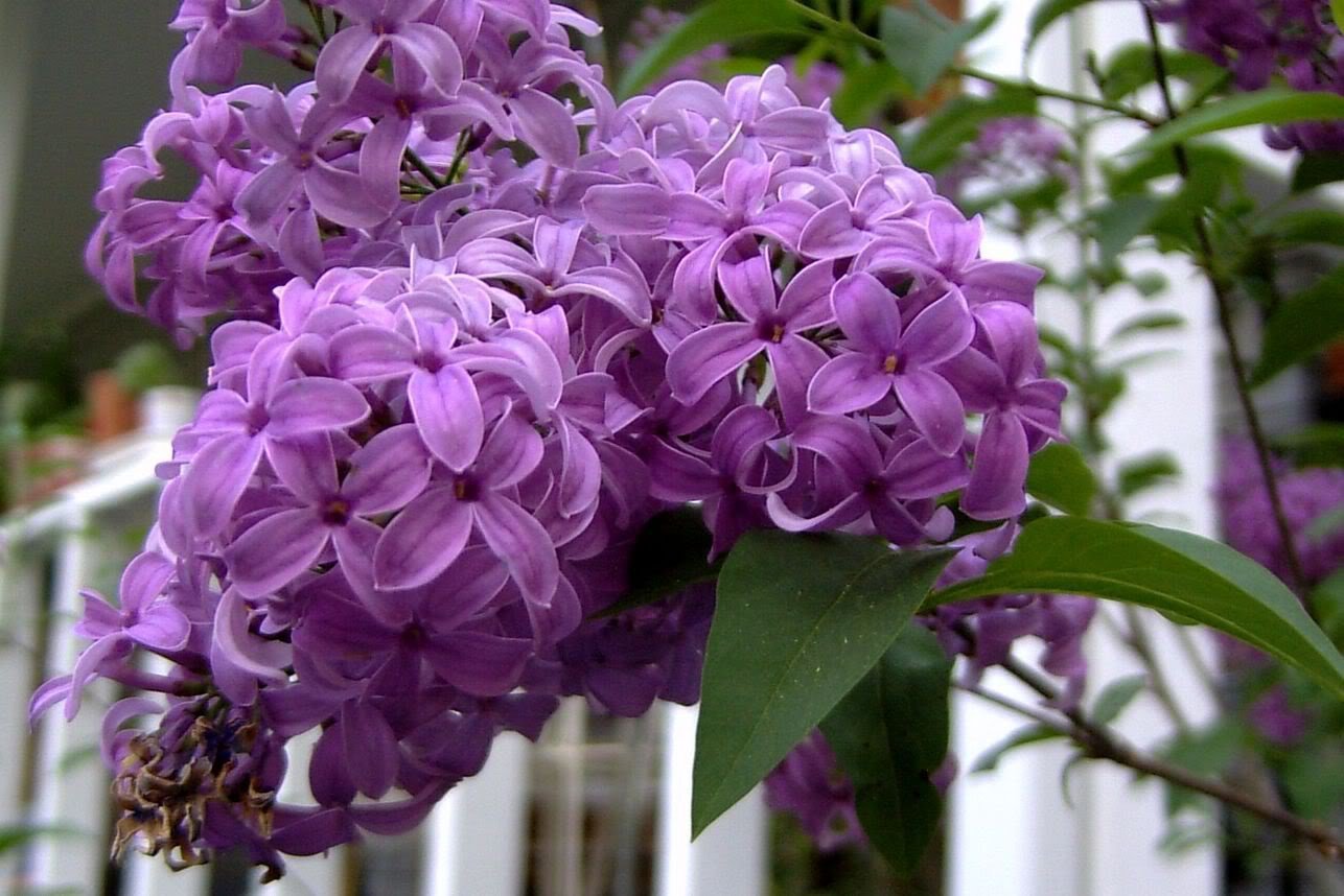 USA SELLER French Lilac 10 seeds