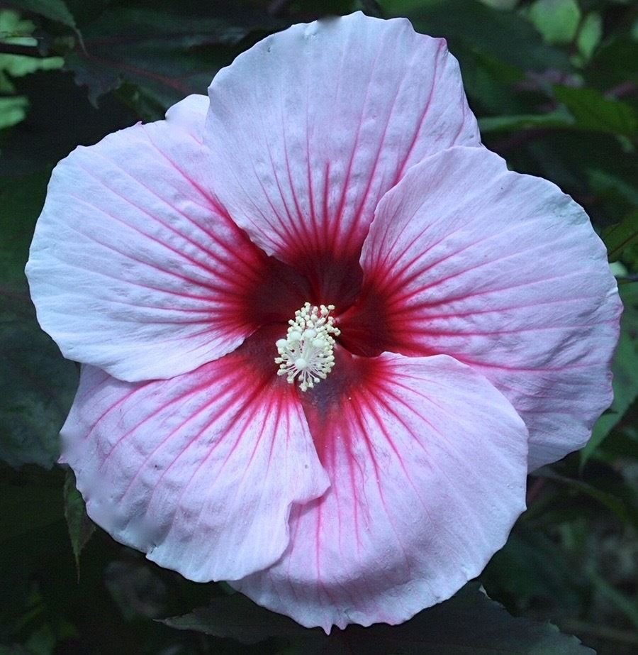 USA SELLER Kopper King Hardy Hibiscus 10 seeds
