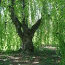 USA SELLER Silver Weeping Birch Tree 30 seeds