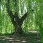USA SELLER Silver Weeping Birch Tree 30 seeds