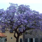 USA SELLER Royal Empress Trees/Princess Tree  10 seeds