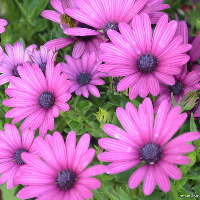 Usa Seller Lavender Gerbera Daisy 10 Seeds