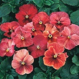 USA SELLER Flambe red Pansy 10 seeds seeds