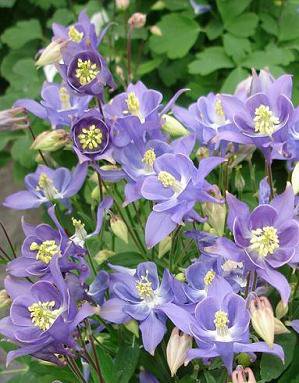 Aquilegia F1 Earlybird Mix Seeds main image 1