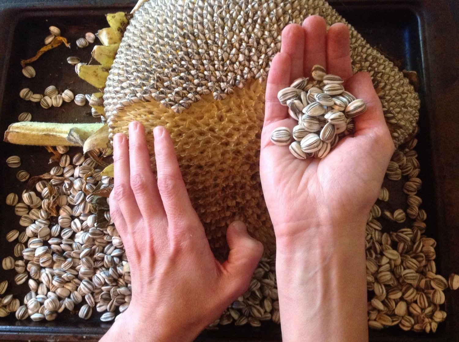 USA SELLER Mammoth Sunflower 20 seeds