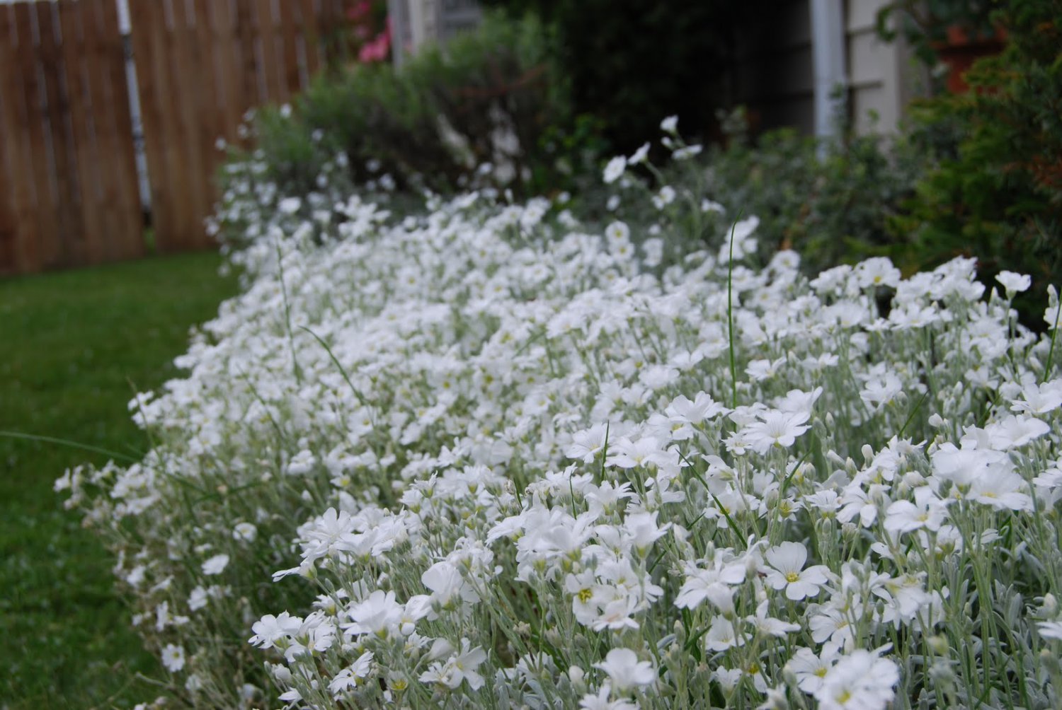 USA SELLER Snow in summer 100 seeds