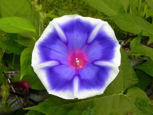USA SELLER Bluji Fade Morning Glory 10 seeds