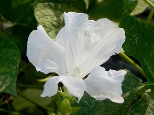 USA SELLER White Hige Morning Glory 10 seeds