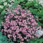 USA SELLER Pink Forget-Me-Not (Myosotis Sylvatica) 100 seeds