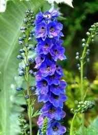 USA SELLER Blue Foxglove 1000 seeds