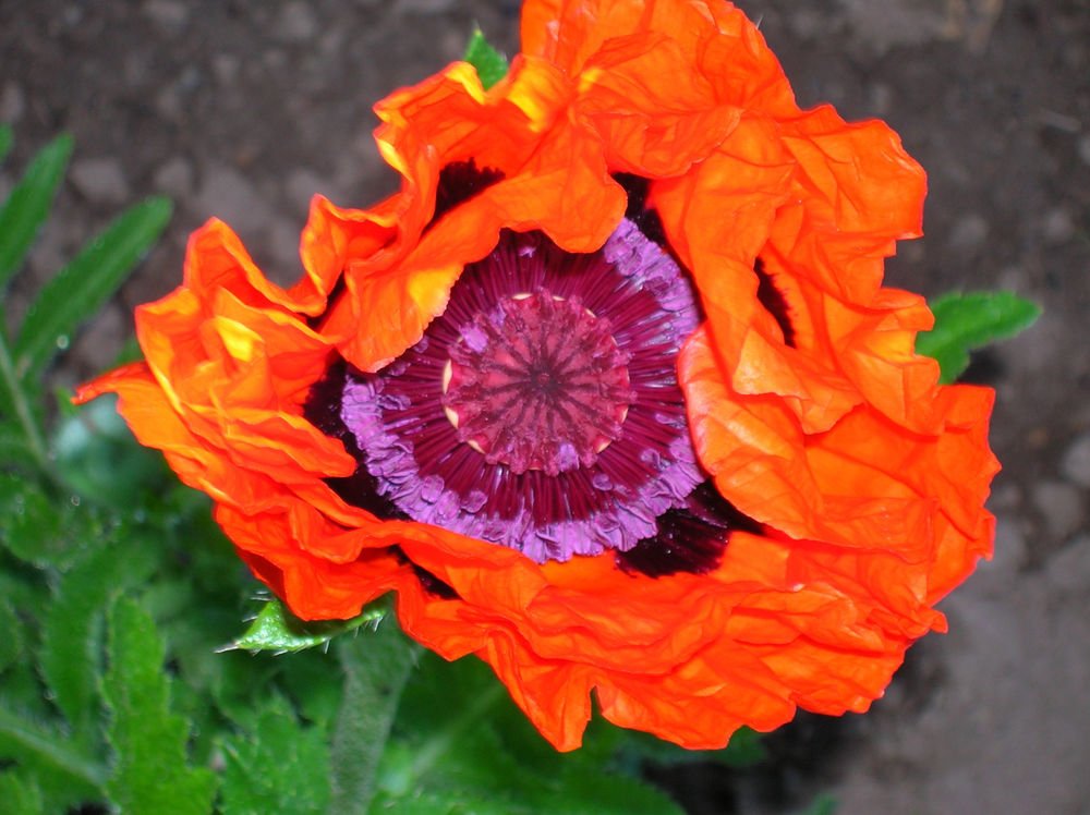 USA SELLER orange Prince Oriental Poppy 100 seeds